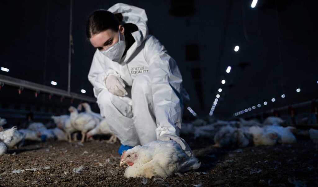 Rooney Mara during Animal Equality undercover investigation