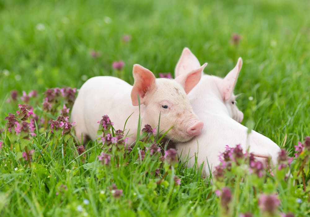Two young piglets resting together in green grass dotted with pink wildflowers.